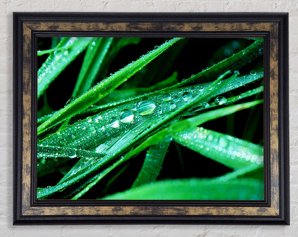 Morning Dew On Grass Framed Print