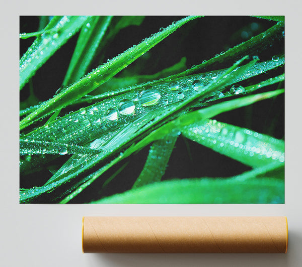 Morning Dew On Grass Print