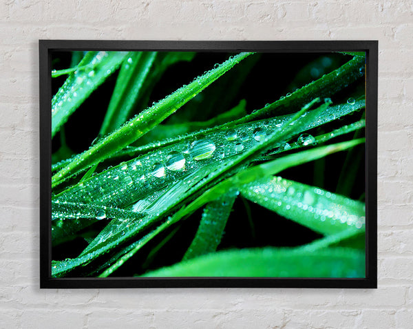 Morning Dew On Grass Framed Print