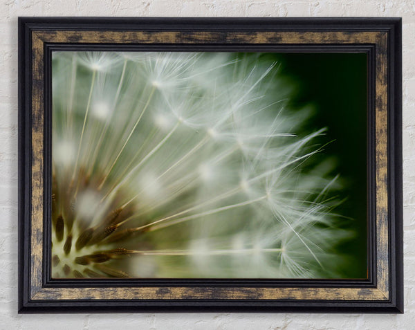 White Pom pom Centre Framed Print