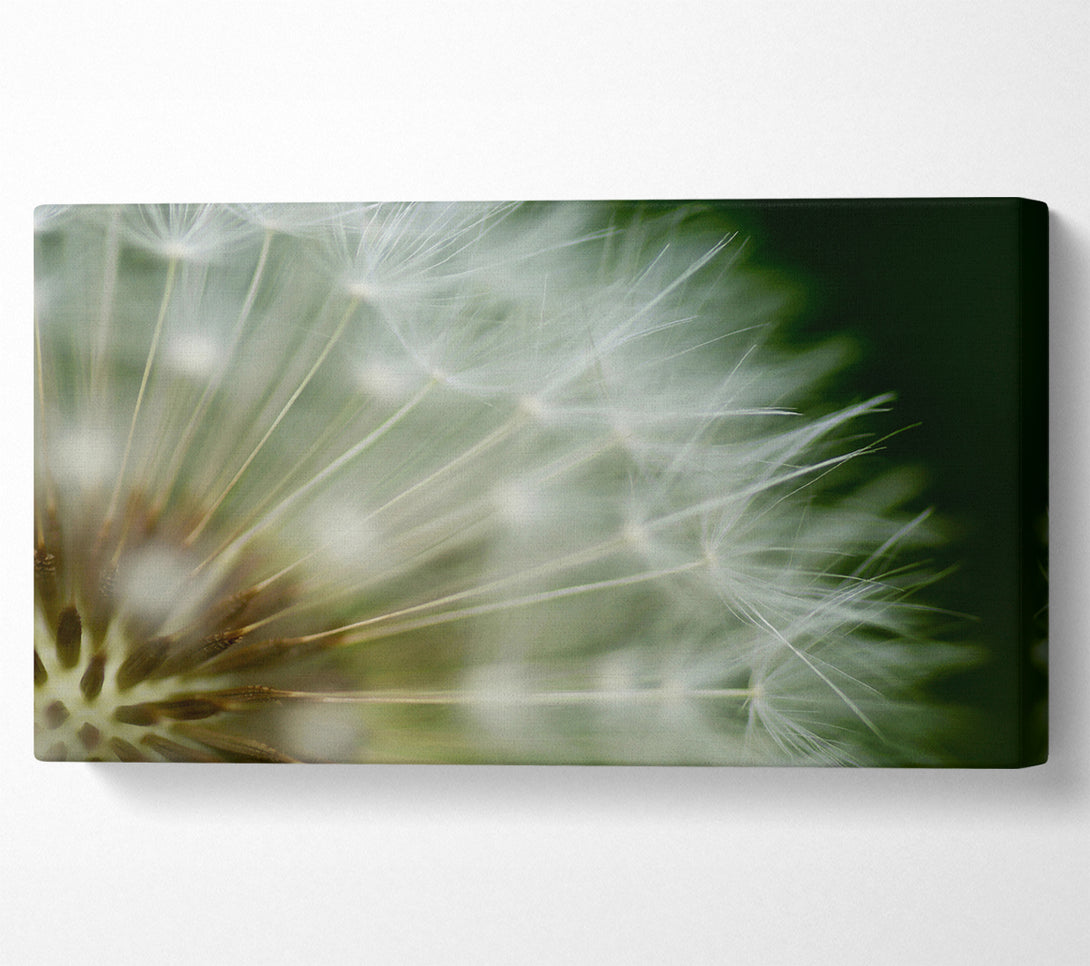  A Canvas Print of White Pom pom Centre Canvas Print