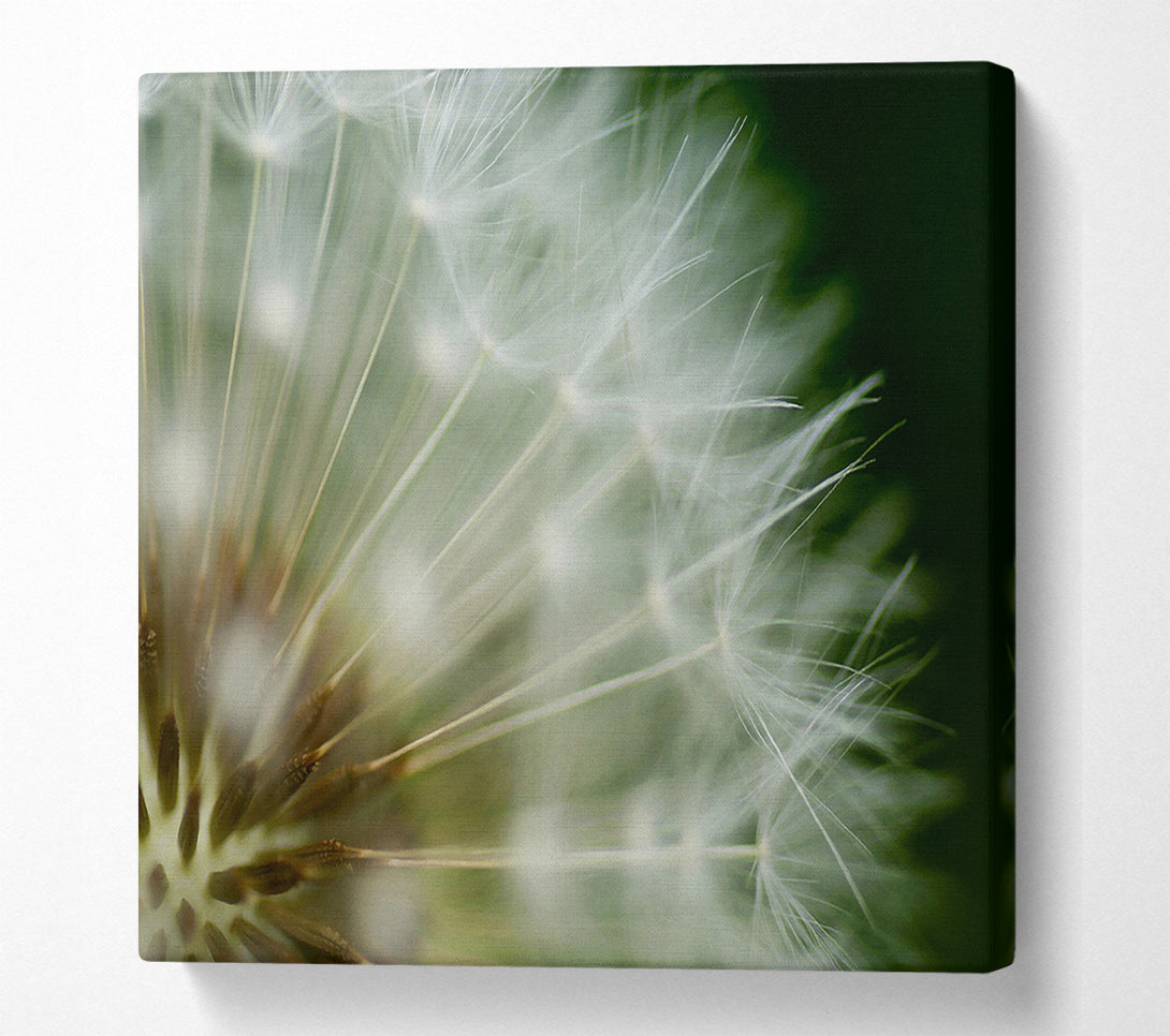  A Canvas Print of White Pom pom Centre Canvas Print