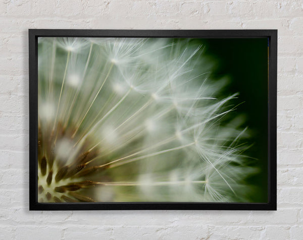 White Pom pom Centre Framed Print
