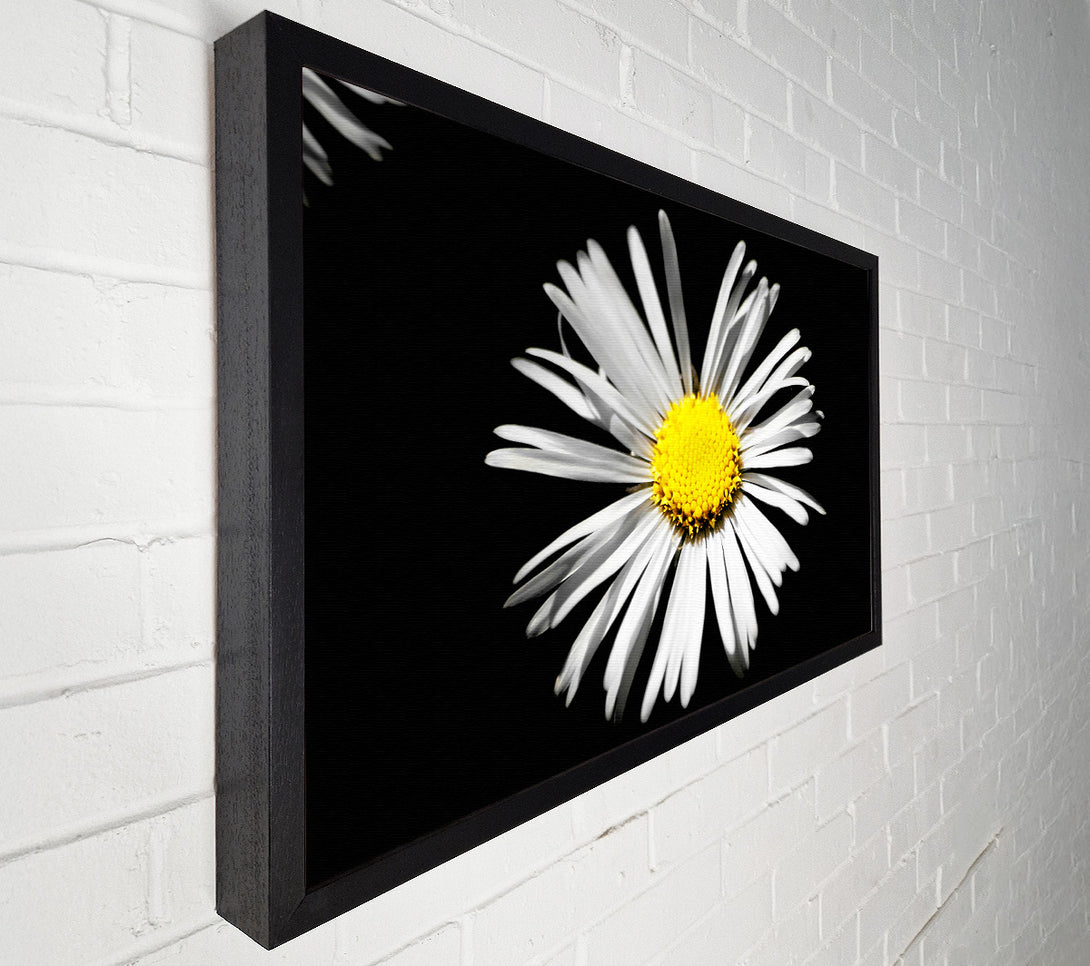  A Canvas Print of White Daisy Sunlight Canvas Wall Art
