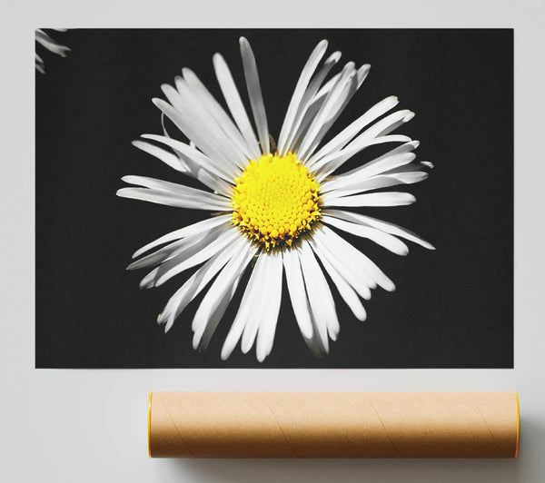 White Daisy Sunlight Print