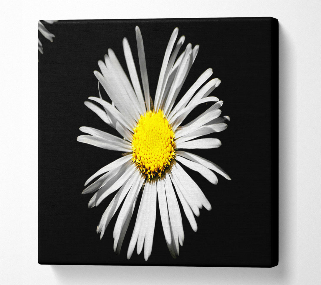  A Canvas Print of White Daisy Sunlight Canvas Wall Art