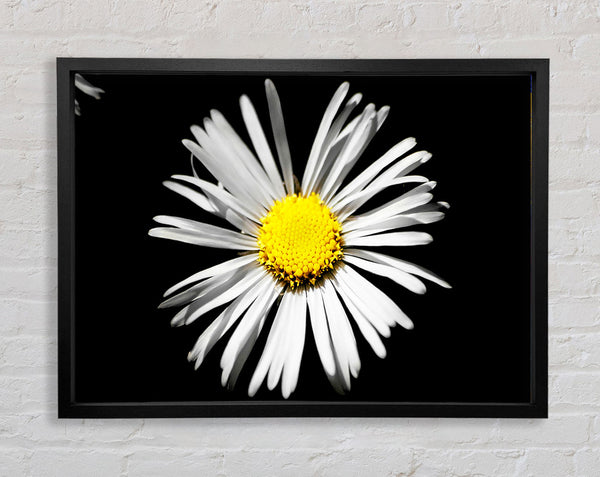 White Daisy Sunlight Framed Print