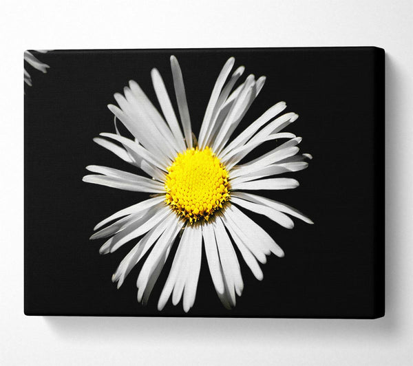  A Canvas Print of White Daisy Sunlight Canvas Wall Art