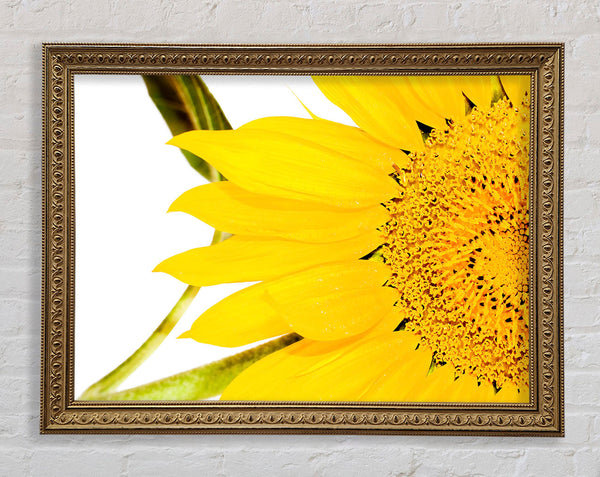 Close-Up Petal Sunflower Framed Print
