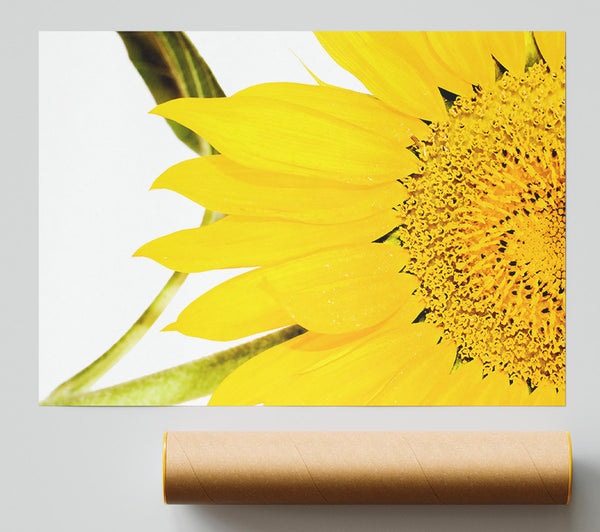 Close-Up Petal Sunflower Print