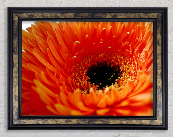Orange Gerbera Close-Up Framed Print