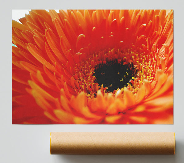 Orange Gerbera Close-Up Giclee Print