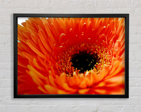 Orange Gerbera Close-Up Framed Print