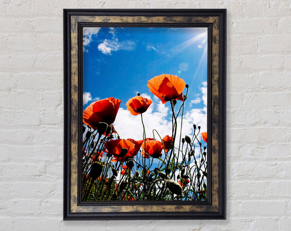 Orange Poppy Skys Framed Print