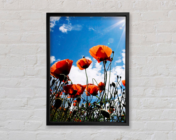 Orange Poppy Skys Framed Print