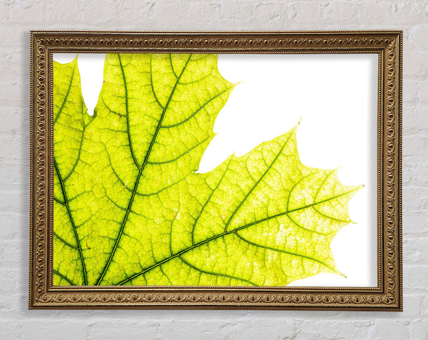Magnificent Leaf Framed Print