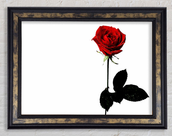 The Lovers Red Rose Framed Print
