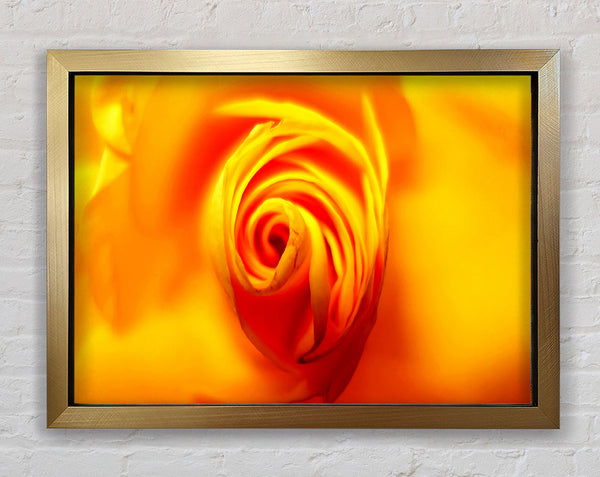 Golden Rose Centre Framed Print