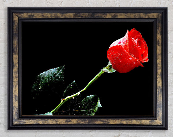 Love Of A Single Red Rose Framed Print