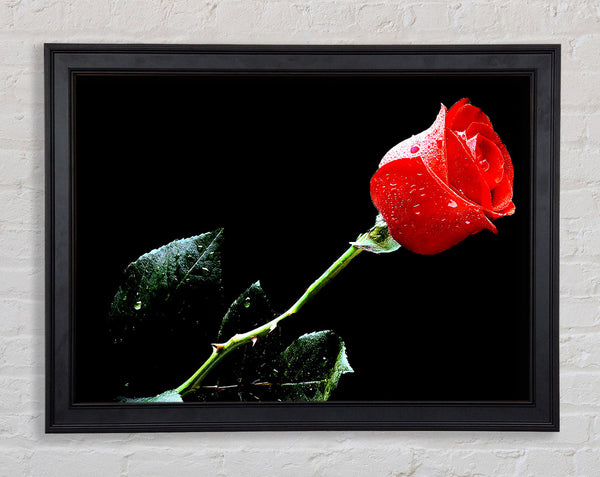 Love Of A Single Red Rose Framed Print