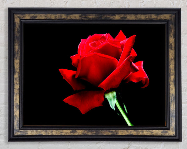 Red Rose Black Velvet Framed Print