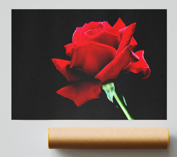Red Rose Black Velvet Print