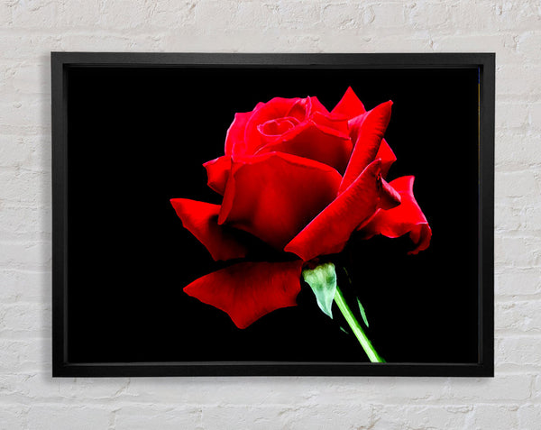 Red Rose Black Velvet Framed Print