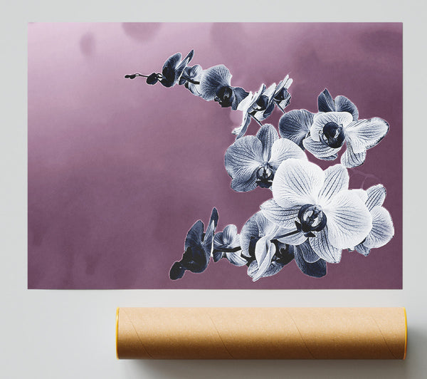 Snap Dragon Pink Poster