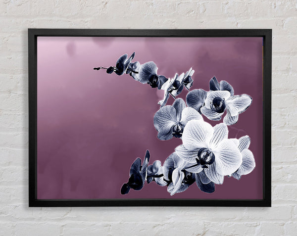 Snap Dragon Pink Framed Print