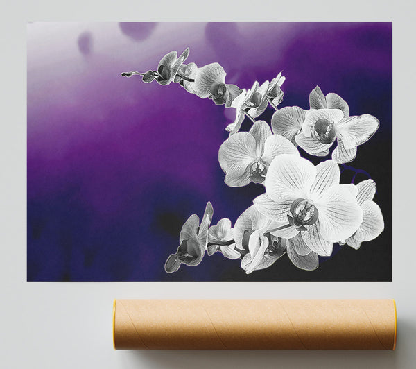 Snap Dragon Purple B N W Print