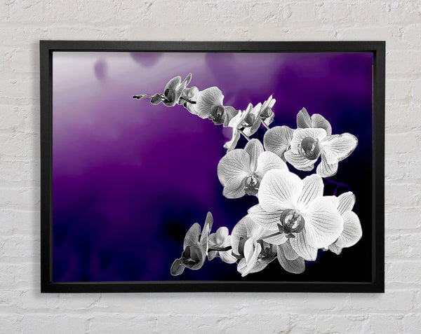Snap Dragon Purple B n W Framed Print