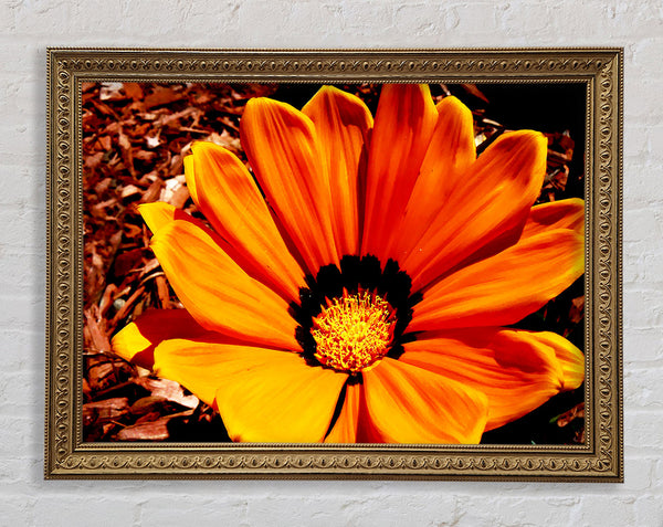 Fire Orange Beauty Framed Print