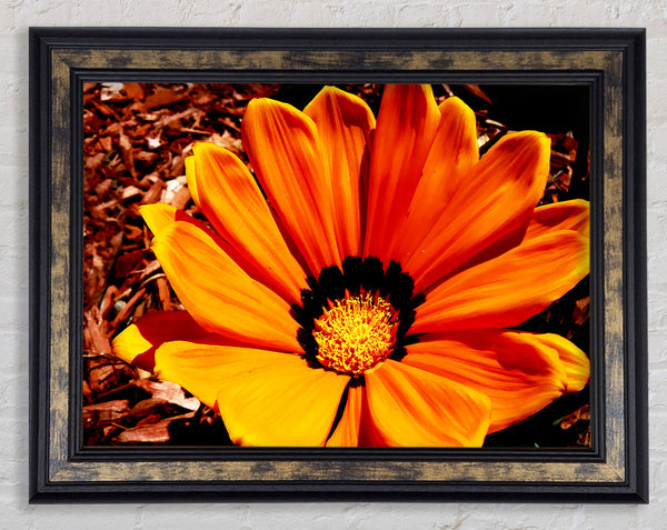 Fire Orange Beauty Framed Print