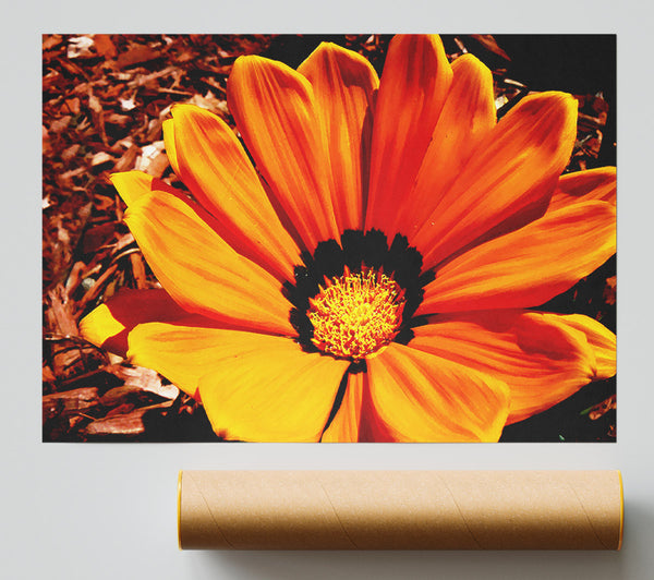 Fire Orange Beauty Poster