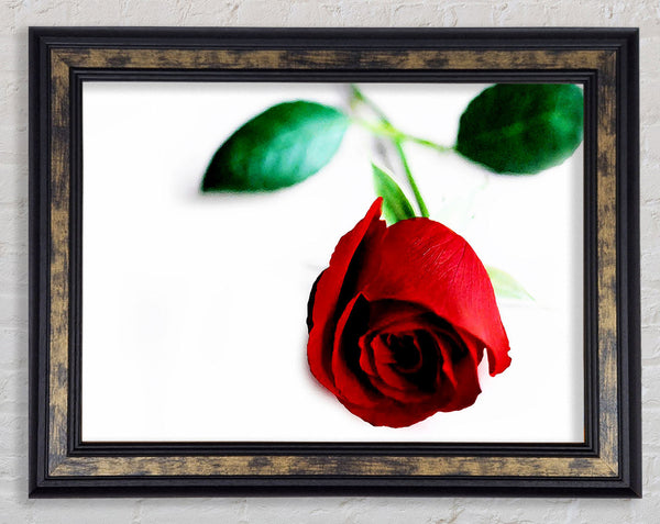 Single Red Rose For The One I Love Framed Print