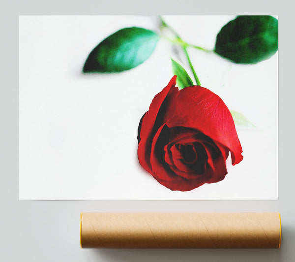 Single Red Rose For The One I Love Giclee Print