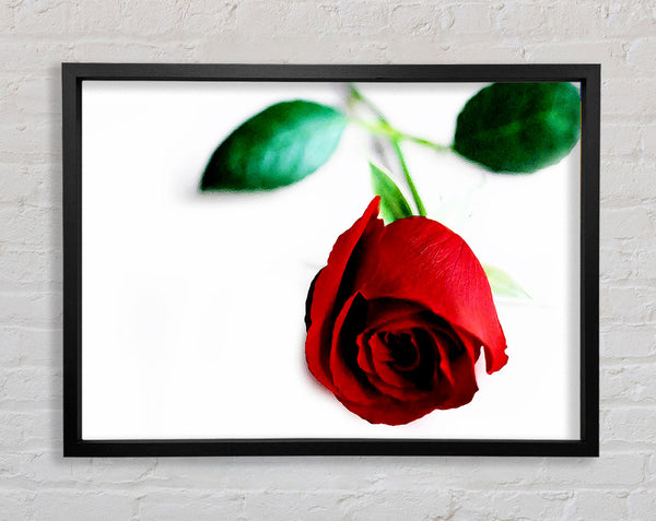 Single Red Rose For The One I Love Framed Print