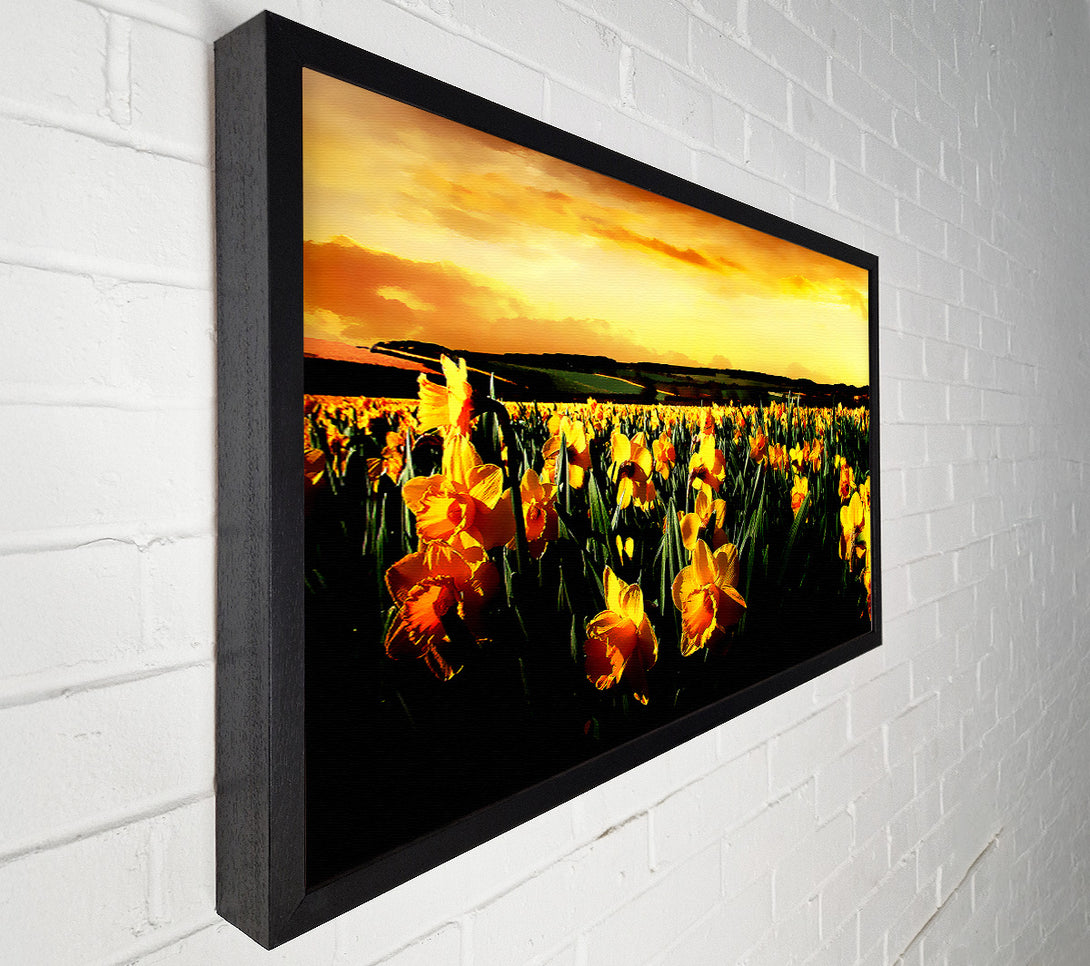  A Canvas Print of Field Of Golden Daffodils Canvas Art