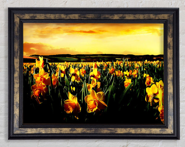Field Of Golden Daffodils Framed Print