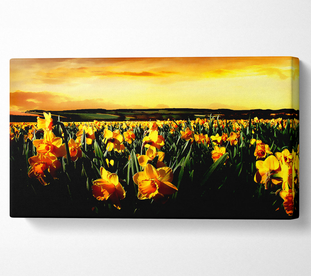  A Canvas Print of Field Of Golden Daffodils Canvas Art