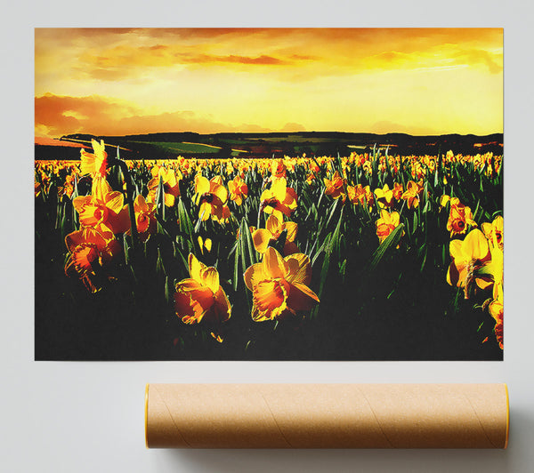 Field Of Golden Daffodils Giclee Print