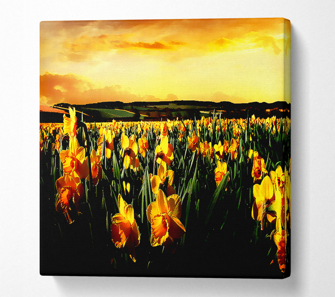  A Canvas Print of Field Of Golden Daffodils Canvas Art