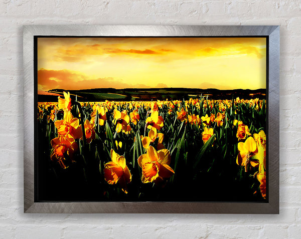 Field Of Golden Daffodils Framed Print