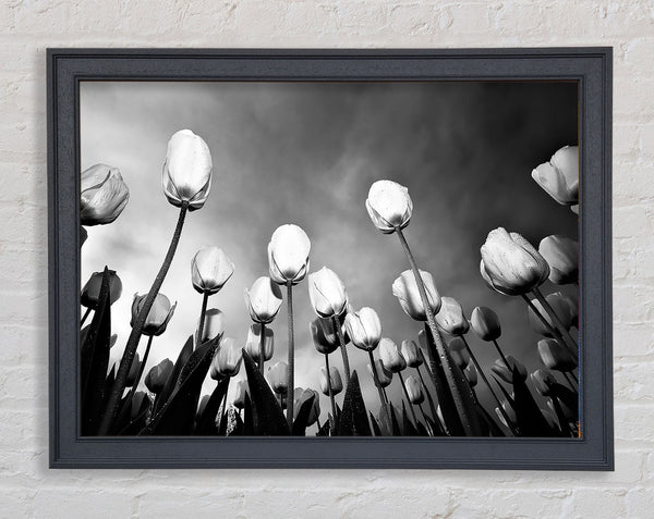 Black And White Tulip Skys Framed Print