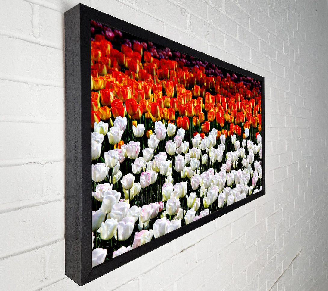  A Canvas Print of Mixed Tulip Fields Canvas Print