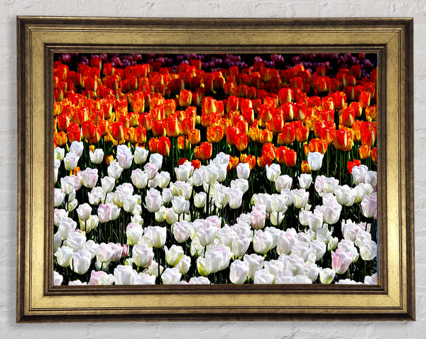 Mixed Tulip Fields Framed Print