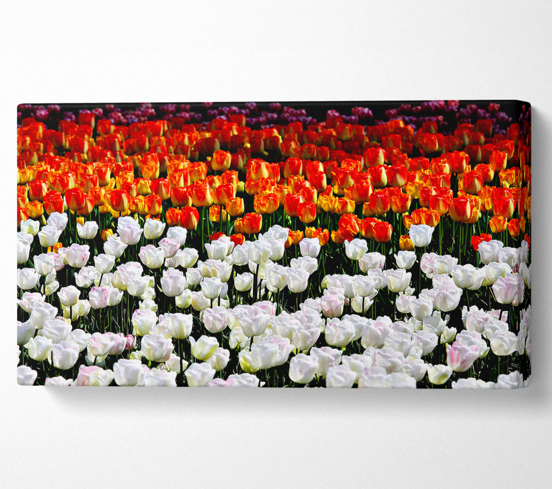  A Canvas Print of Mixed Tulip Fields Canvas Print