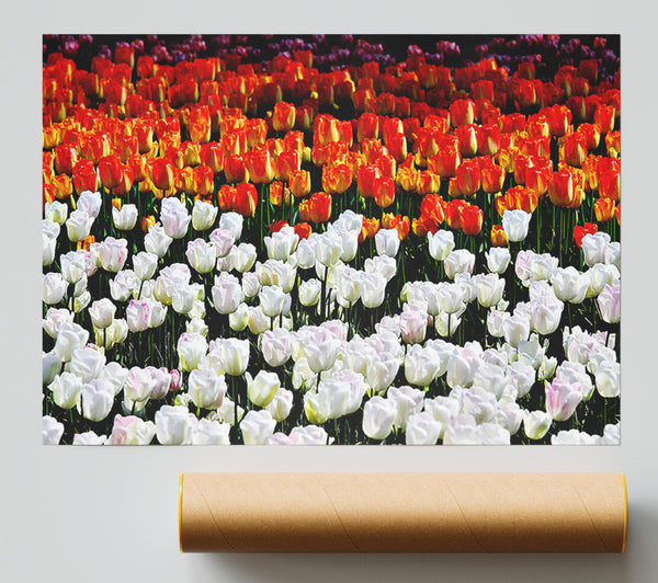 Mixed Tulip Fields Giclee Print