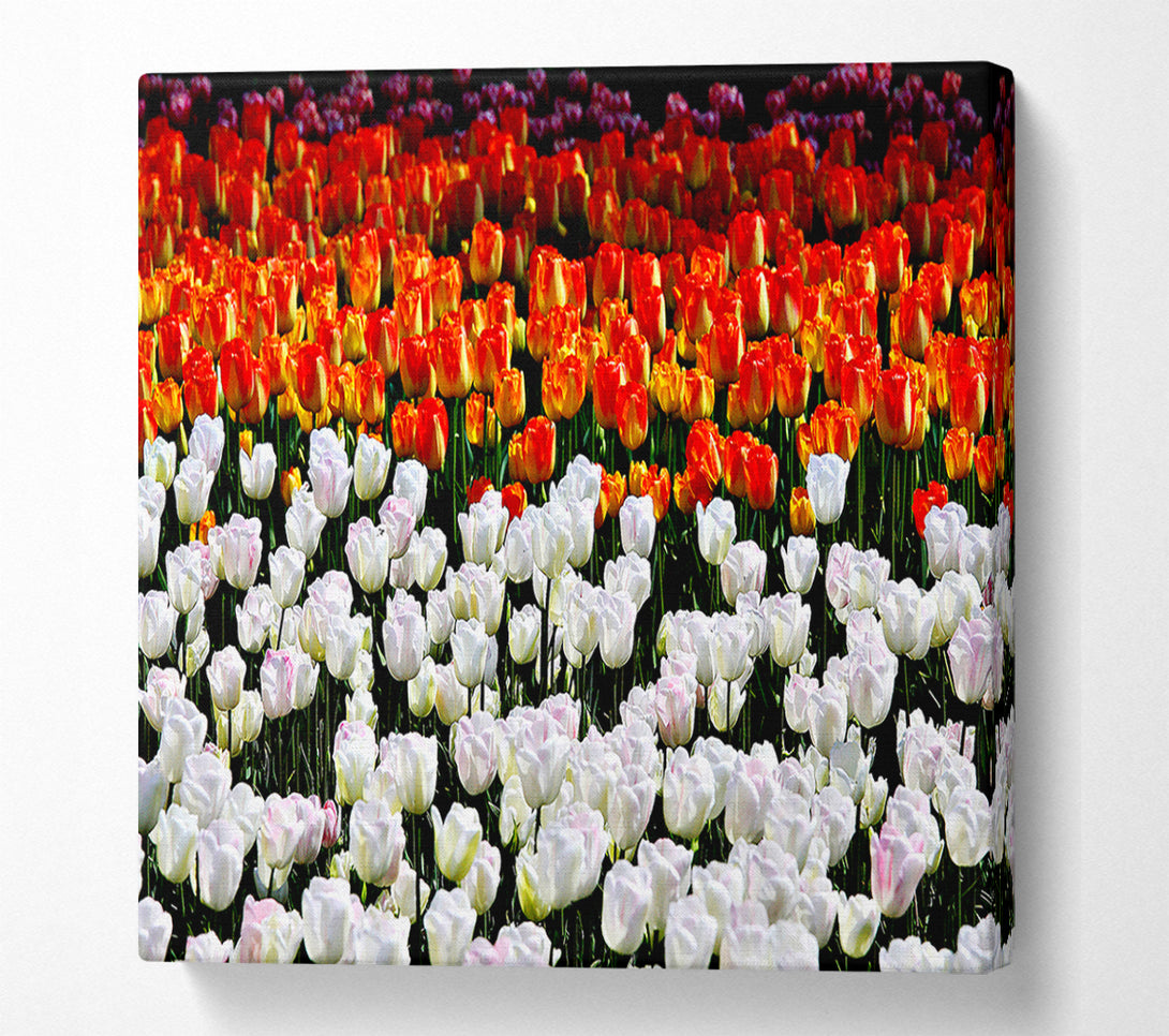  A Canvas Print of Mixed Tulip Fields Canvas Print