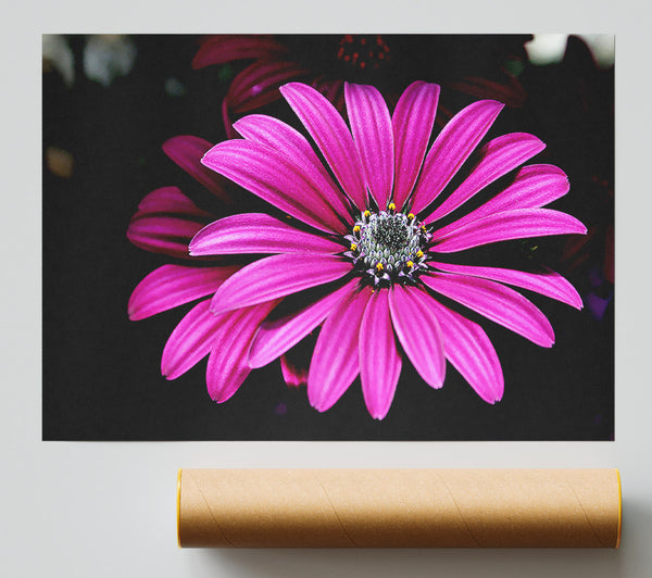 Cerise Daisy Petals Print